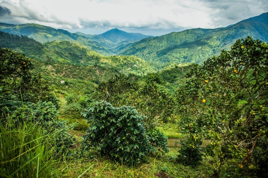 Modré hory sú vychýrené nielen pre svoju krásu a rozmanitosť, ale tiež vďaka plantážam, na ktorých sa pestuje jedna z najlepších káv sveta.