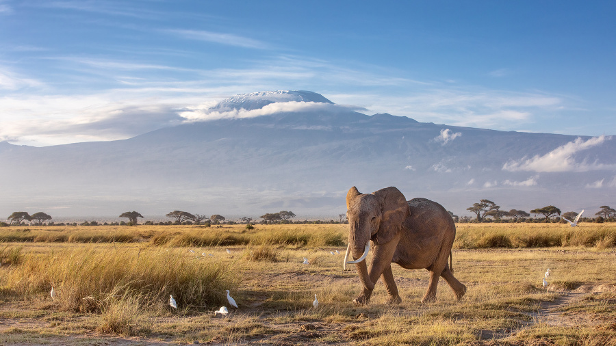 Slon pred horou Kilimandžáro