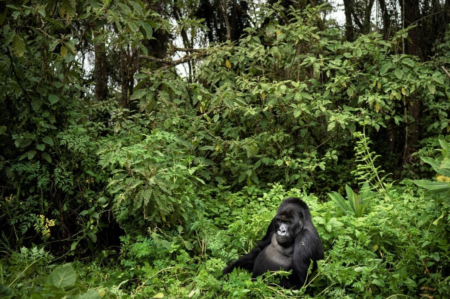 Gorilí samec Segasira sedí medzi rastlinami.
