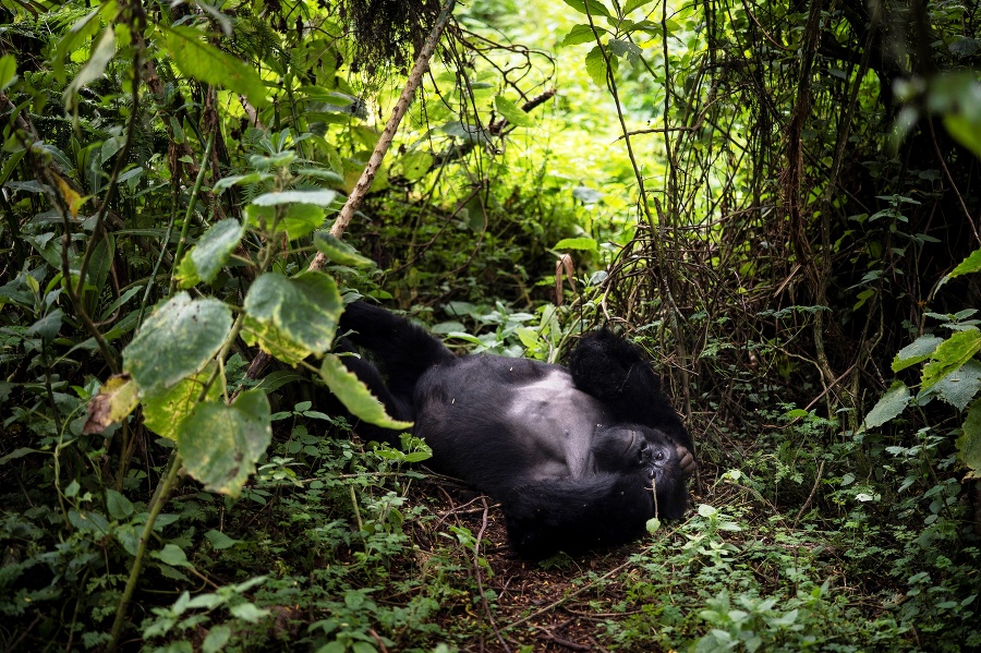 Gorila Segasira ležiaca pod stromom