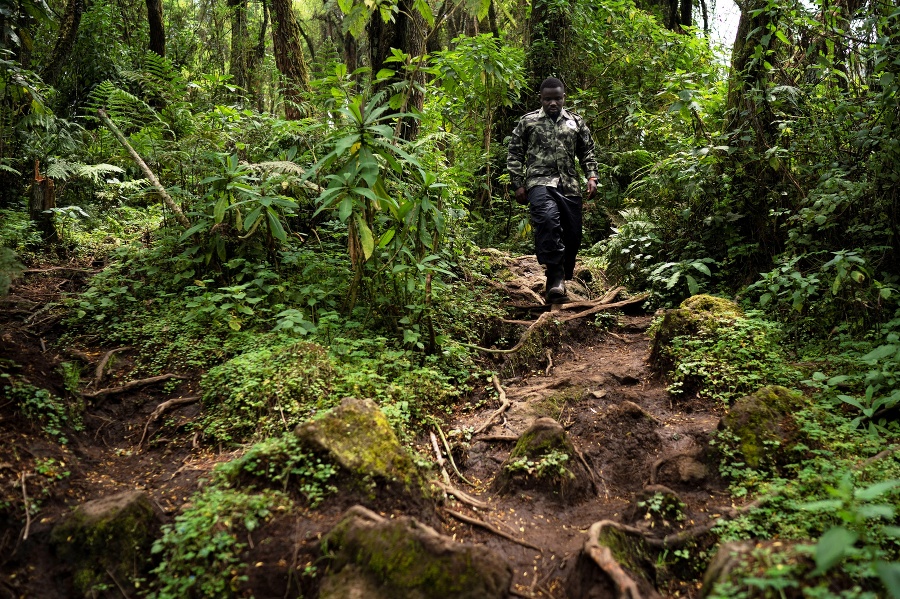 Biológ Jean Paul Hirwa kráča po chodníku, z ktorého možno pozorovať gorily.