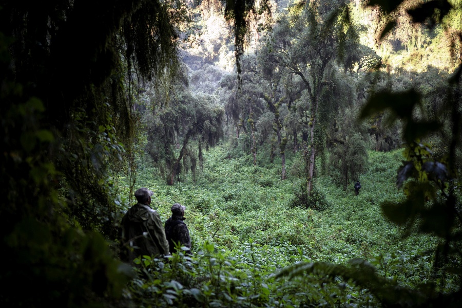 Stopári Emmanuel Bizagwira a Safari Gabriel hľadajú gorily zo skupiny Agashe pri hre.