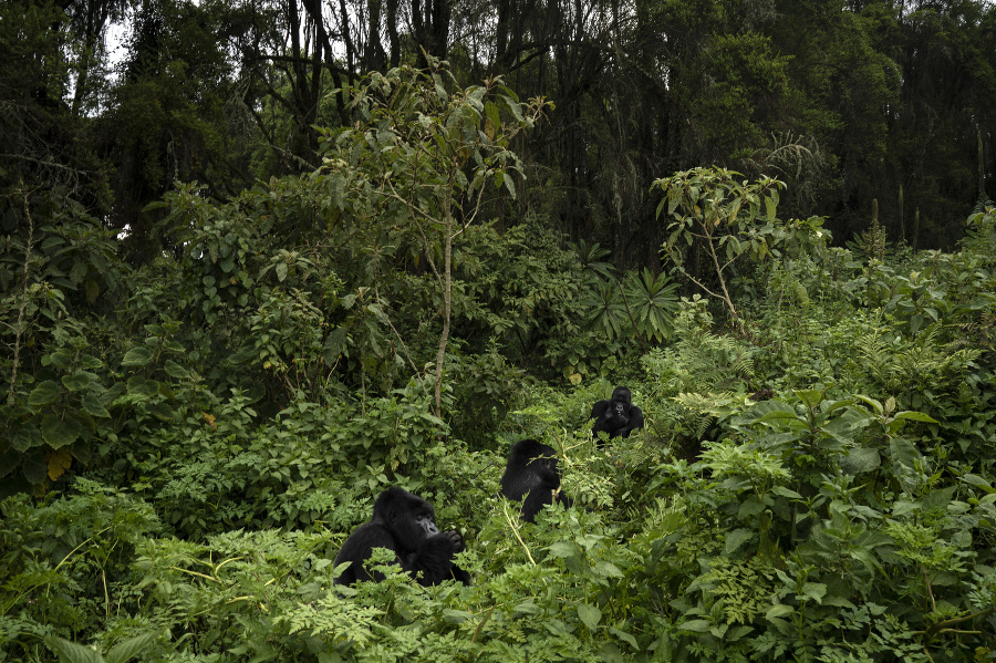 Gorily Urwibutso, Segasira a Pato sa kŕmia rastlinami.