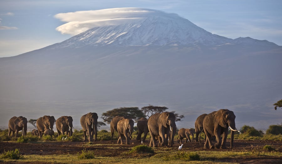 Slony pred Kilimandžárom