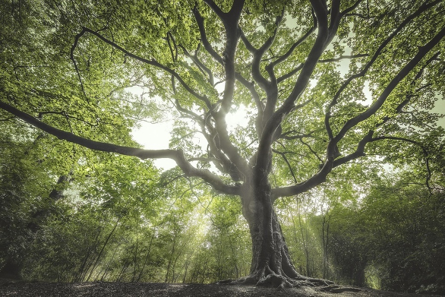 Desať najkrajších stromov Európy