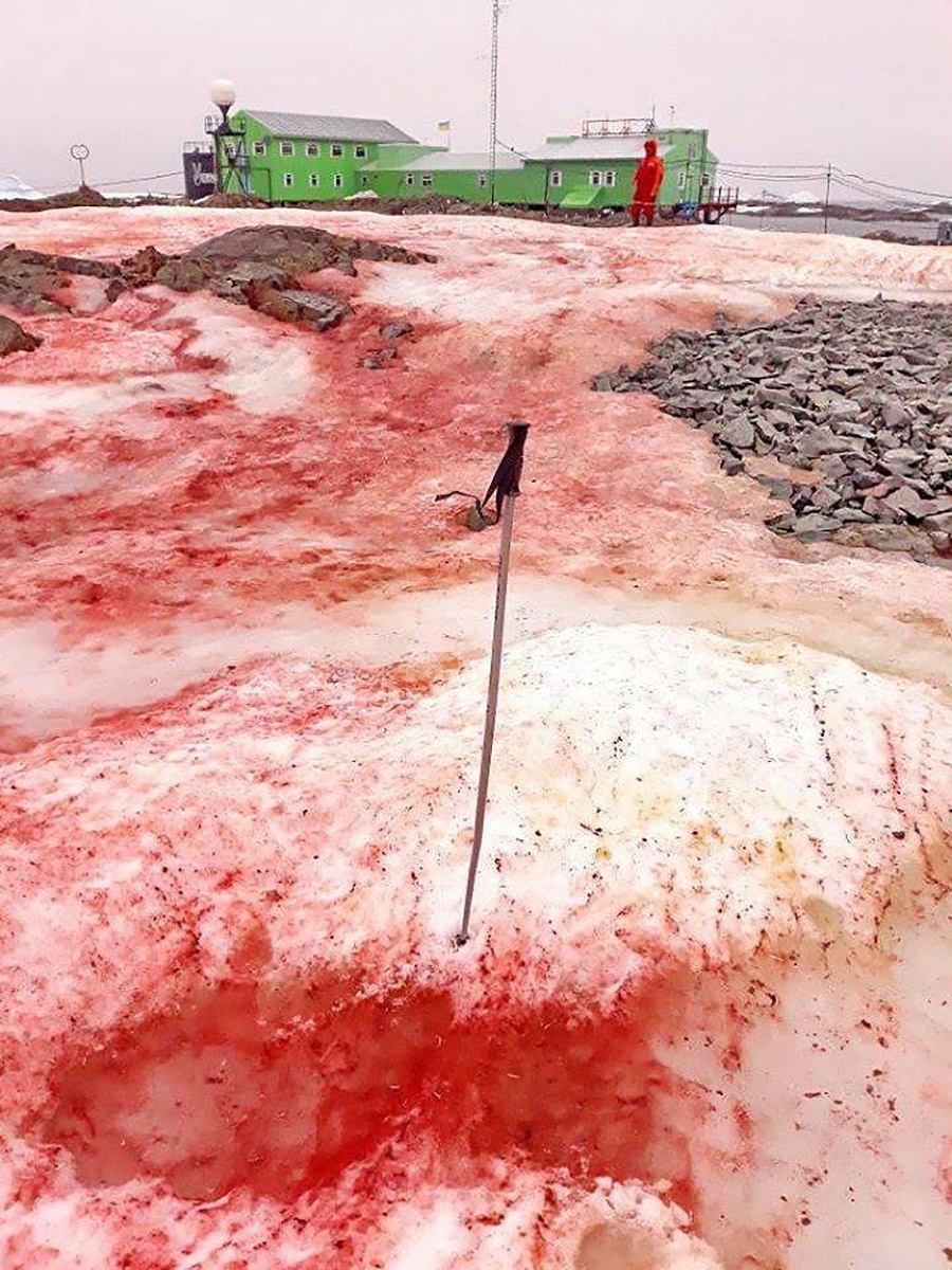 Červený sneh na Antarktíde