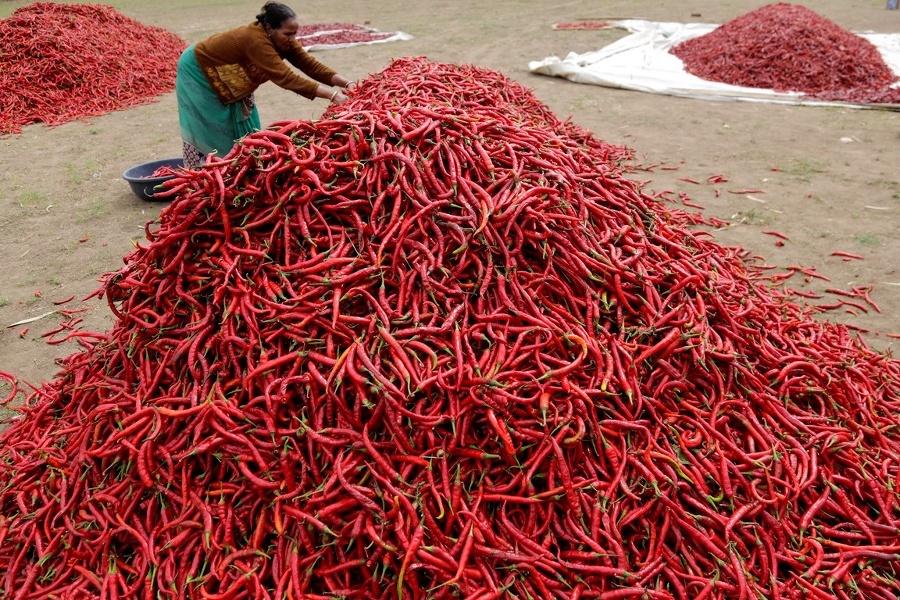 Женщина сортирует красный перец чили