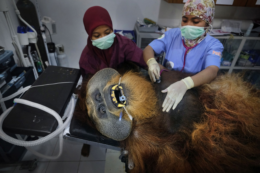Záber 30-ročného orangutana počas