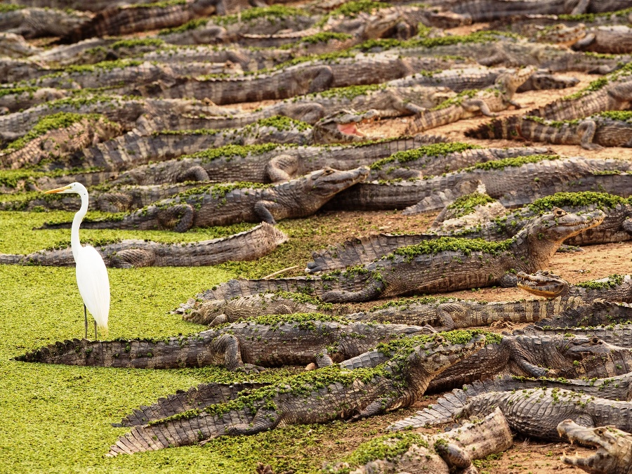 Aligátori a volavka na brehu rieky Bento Gomes v Brazílii