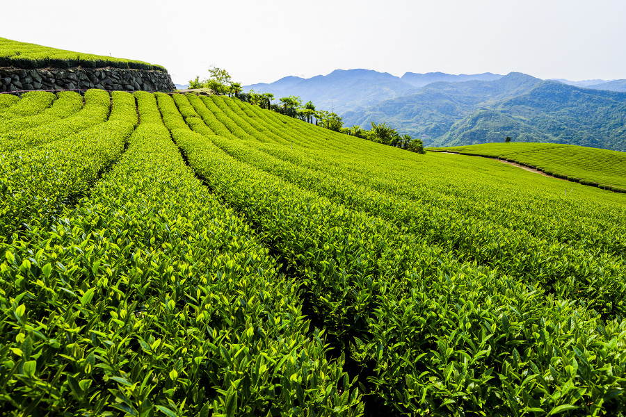 Čajová plantáž na Taiwane