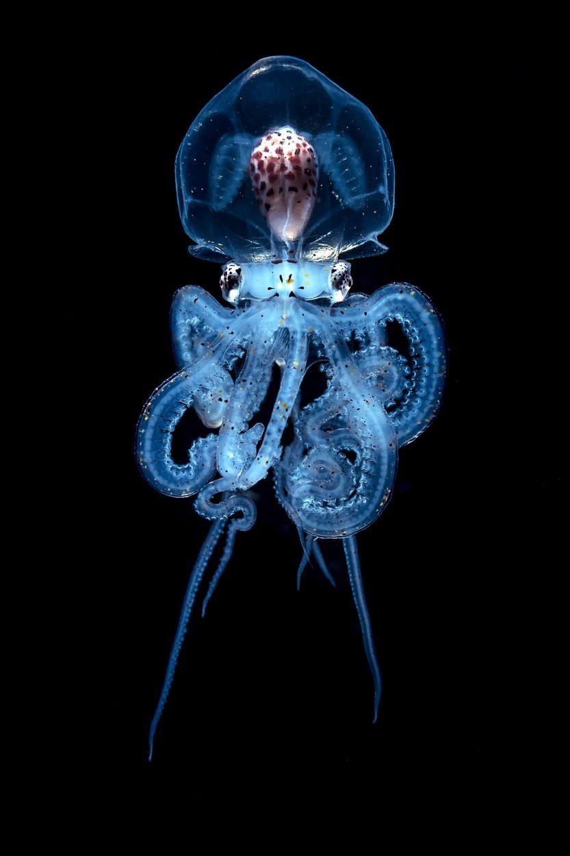 Larva drobnej chobotnice Wunderpus photogenicus