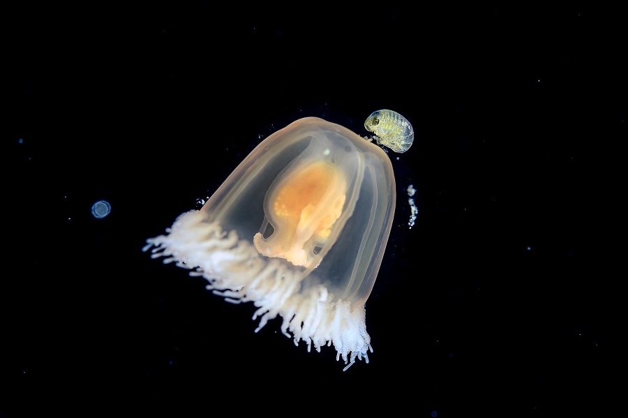 Drobný kôrovec (Amphipoda) a Nesmrteľná medúza (Turritopsis dohrnii)