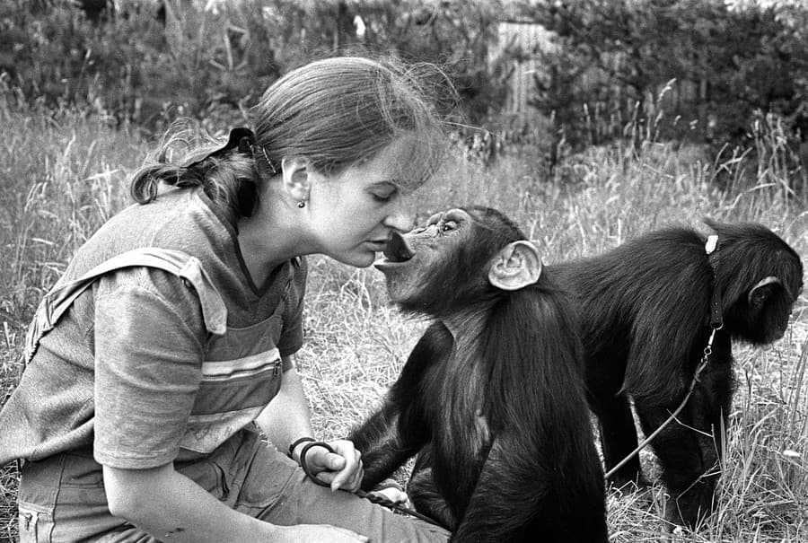 Na archívnej snímke z 11. júla 1973 šimpanzy učenlivé Bingo a Lucinka