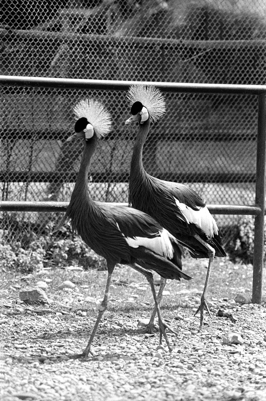 Na archívnej snímke z 11. júla 1973 graciózny pochod žuravov korunkatých
