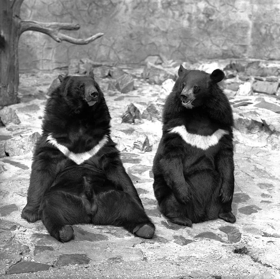 Na archívnej snímke zo 16. júla 1970 medvede himalájské, ktoré sú starými obyvateľmi bratislavskej ZOO. Vidieť to aj na ich správaní. Keď sa pred ohradou objavia diváci, medvede už sedia.