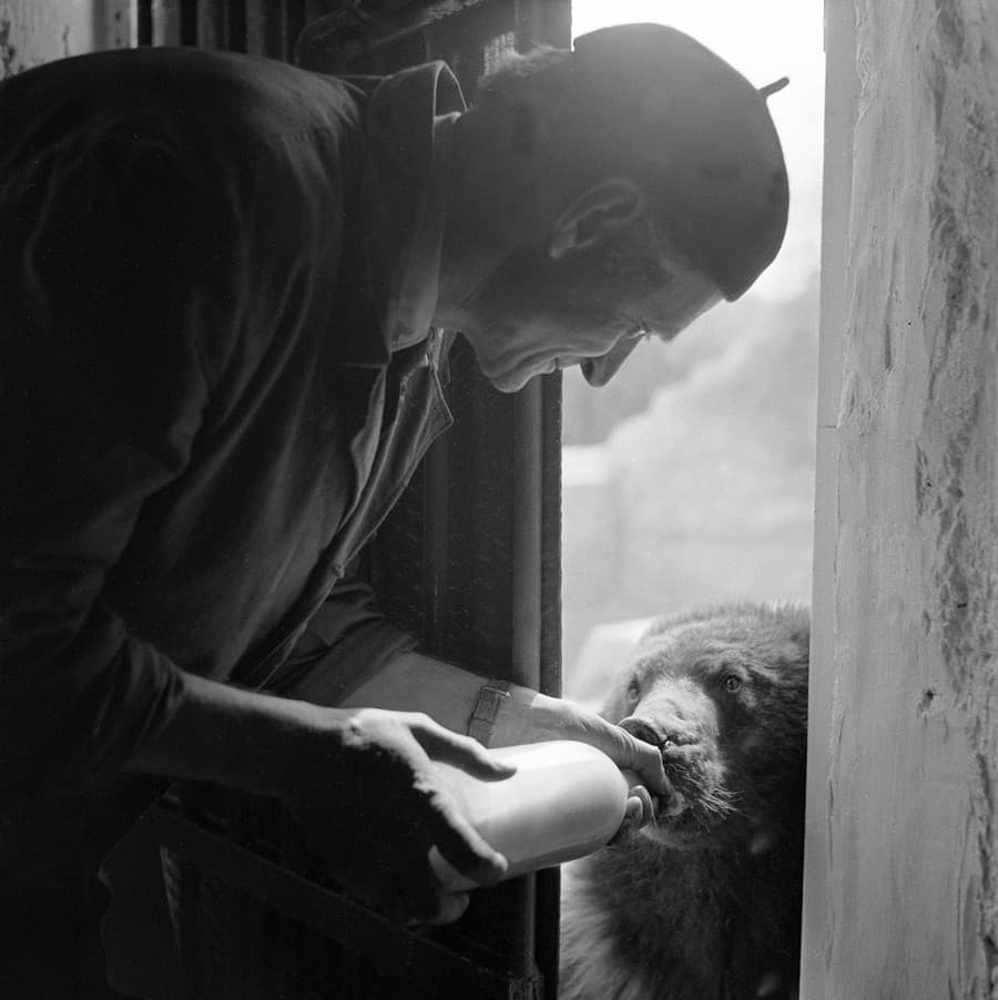 Na archívnej snímke z 28. marca 1960 ošetrovateľ František Kováč pri kŕmení medveďa.