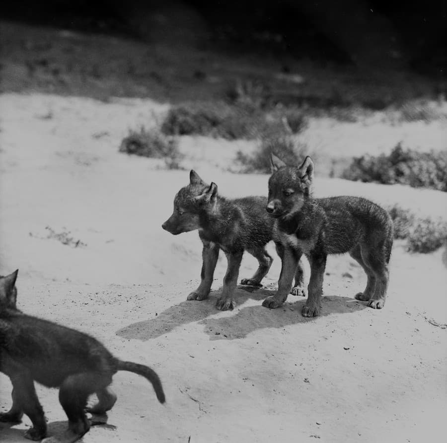 Na archívnej snímke zo 16. júla 1970  mláďatá vlka