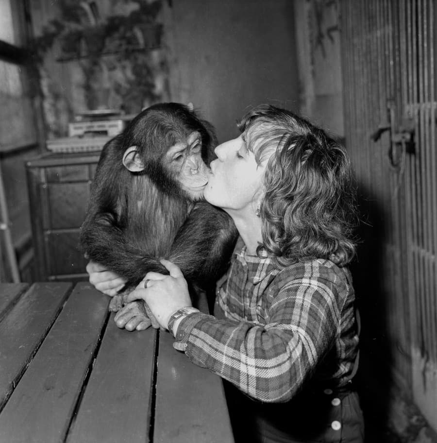 Na archívnej snímke zo 14. januára 1966 samica šimpanza Valika so svojou ošetrovateľkou Máriu Holzbarovou 