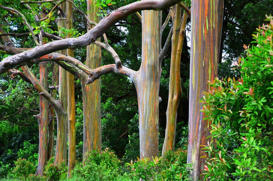 Eukalyptus dúhový