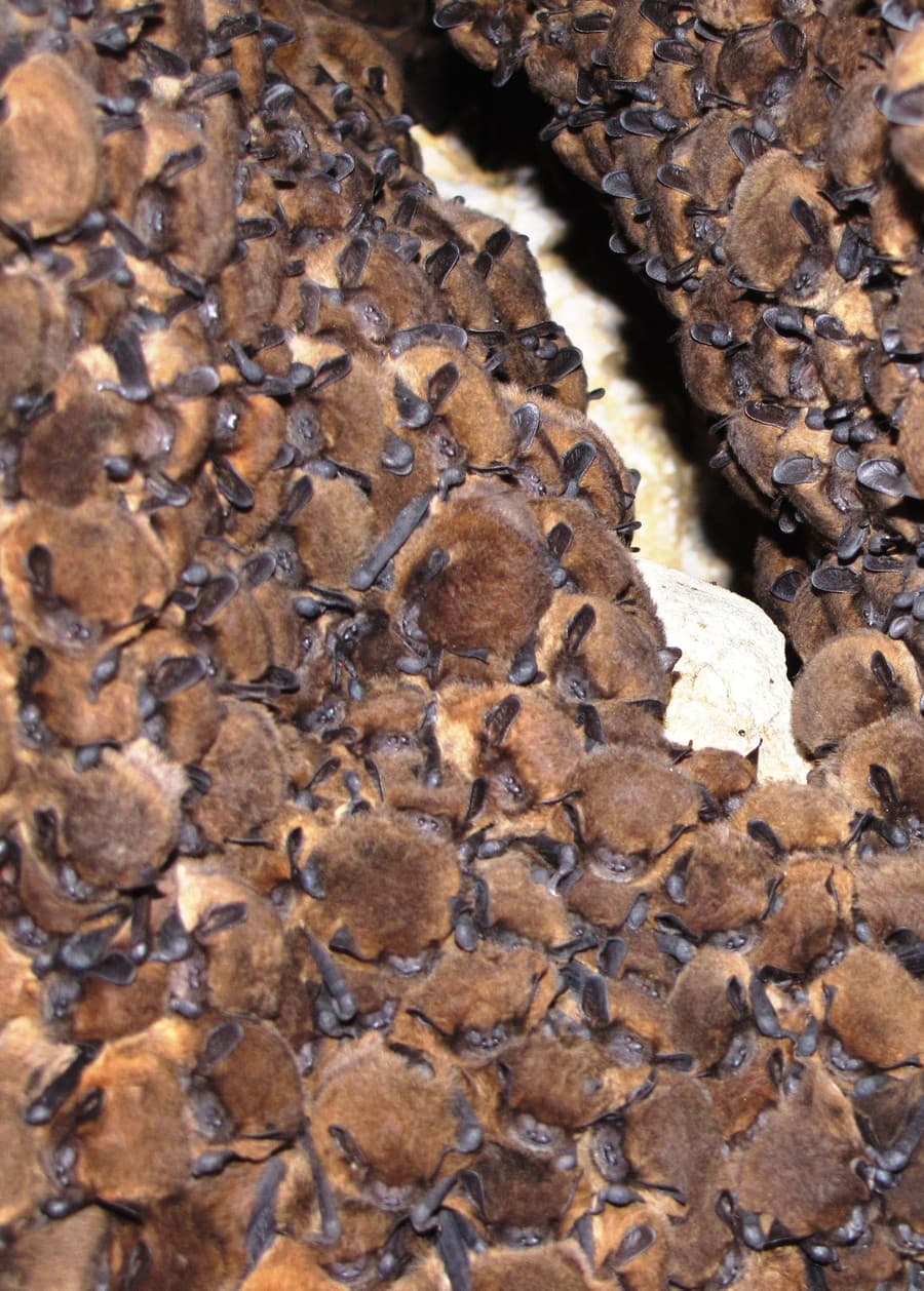 Skupina netopierov druhu večernica malá (Pipistrellus pipistrellus) v Zádieli