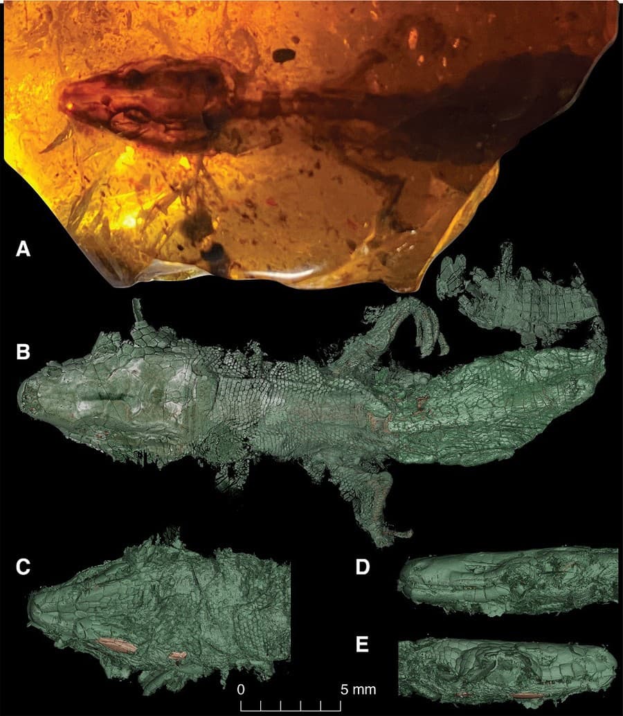 Retinosaurus hkamtiensis z jantáru a jeho úžasné zachovanie vonkajšieho vzhľadu. CT rekonštrukcie Edward Stanley s použitím dát z Peretti Museum Foundation; Čerňanský et al., 2022 Scientific Reports