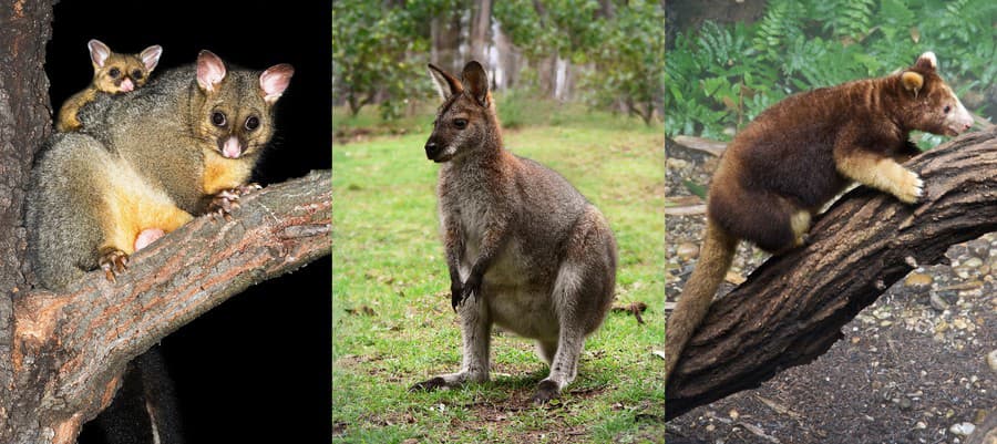 Vačica kusu, wallaby a kengura stromová