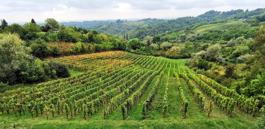 Množstvo vinohradov v severnom Chorvátsku