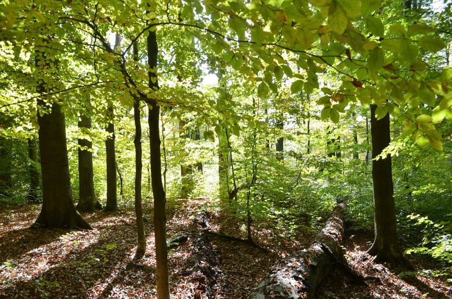 Národná prírodná rezervácia (NPR) Havešová, súčasť Karpatských bukových pralesov