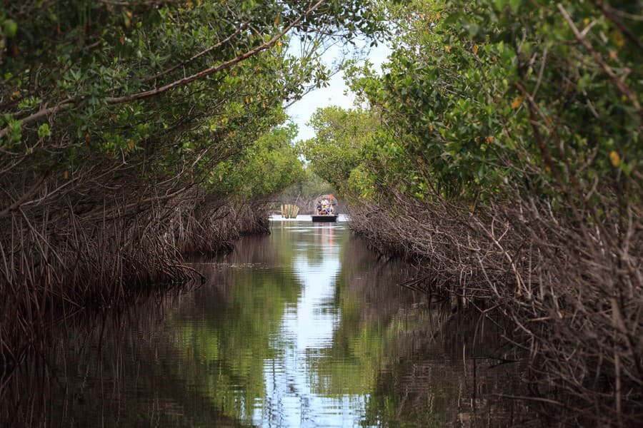 Everglades - tajomné močariská