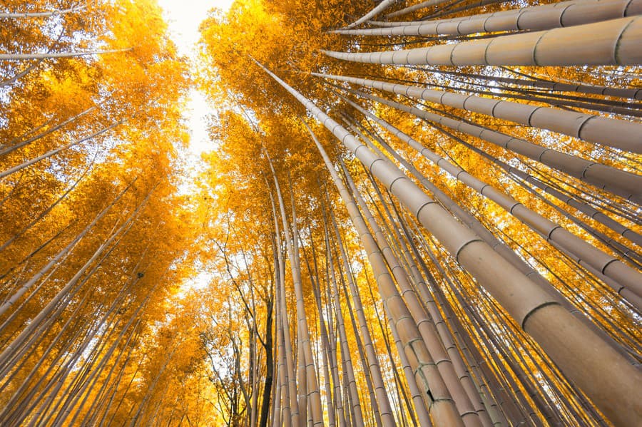 Bambusový les na okraji