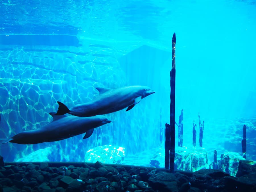 Vzoo si môžete delfíny pozrieť aj cez sklá v podzemí