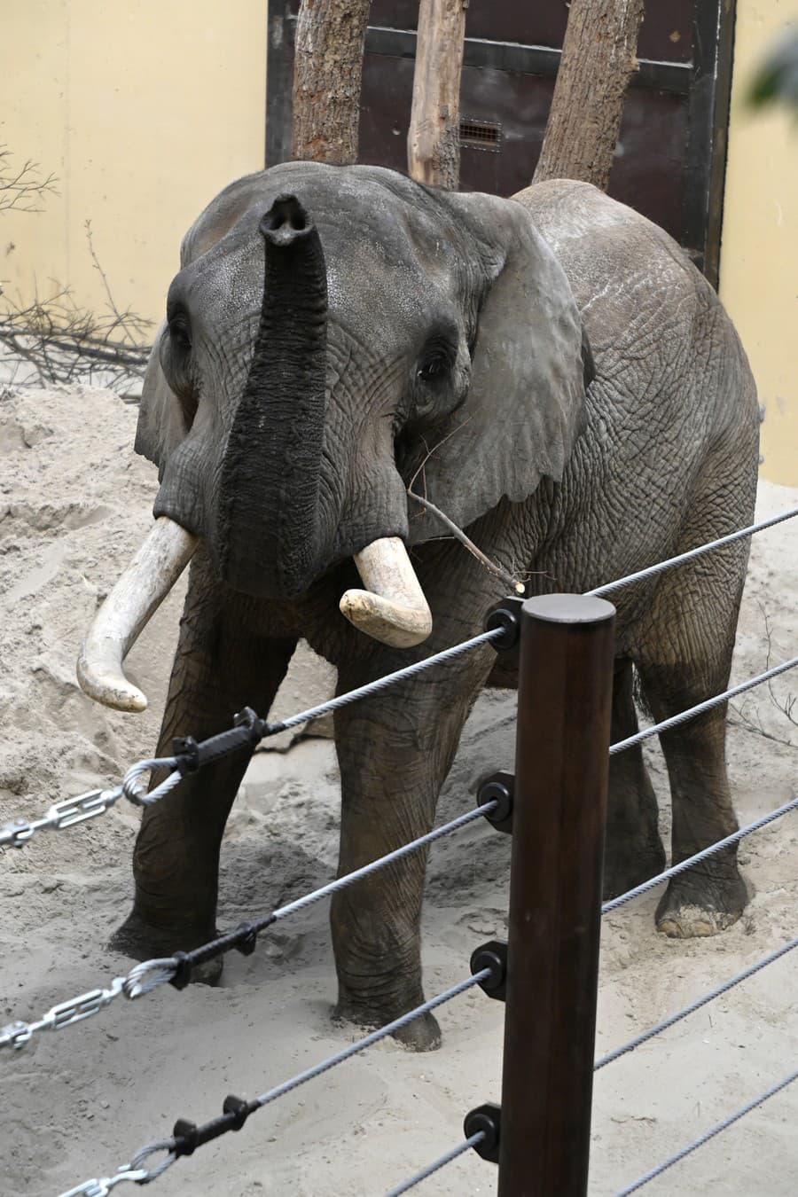 Nový slon Tembo
