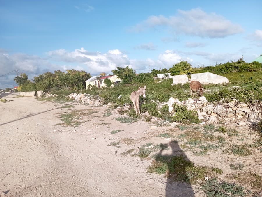 Somáriky namiesto divokých koní na ostrove Grand Turks and Caicos