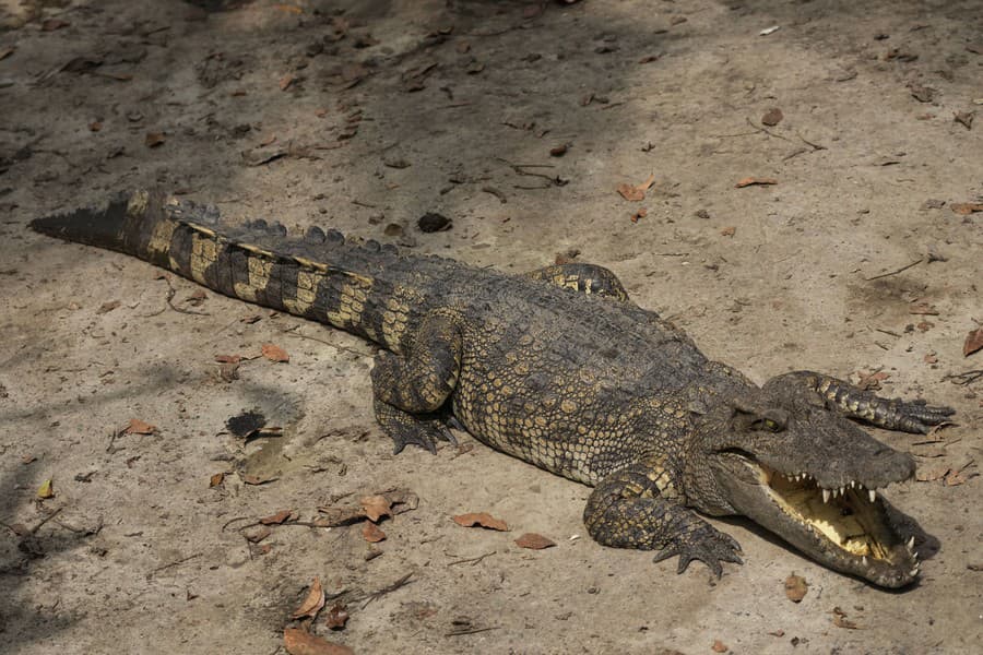 Siamské krokodíly patria k