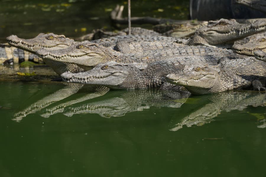 Siamské krokodíly patria k