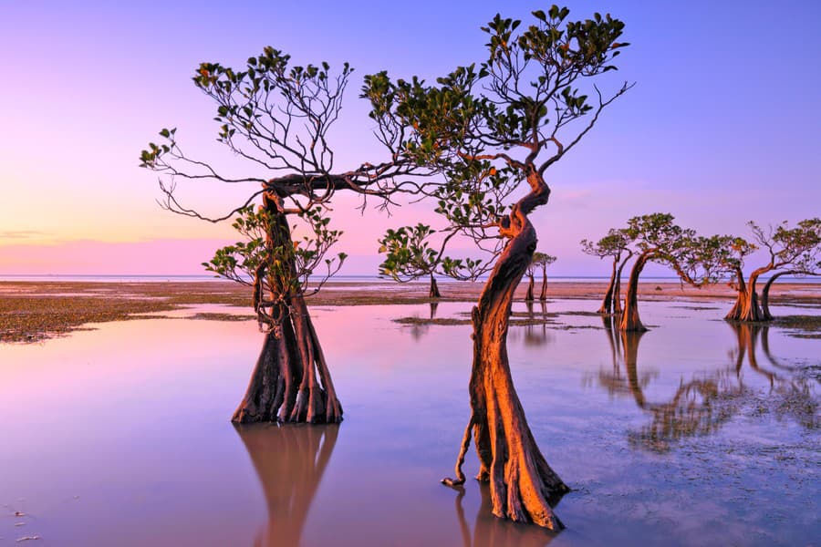Tancujúce stromy na pláži Walakiri