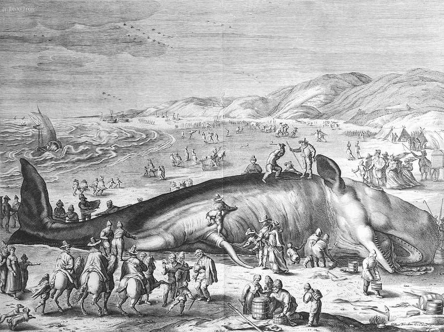 Rytina Williama van der Gouwen zobrazujúca 21,3-metrovú veľrybu, ktorá uviazla na nizozemskom pobreží 3. februára 1598