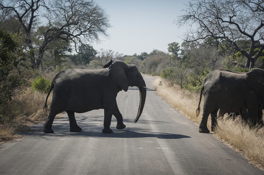 Krugerov národný park -