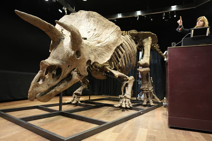 Kostra triceratopsa