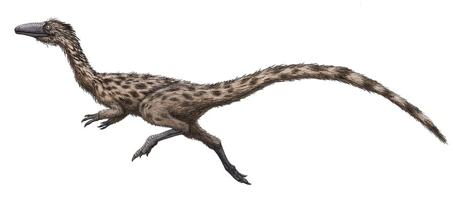 Ilustračná snímka zobrazuje podokesaura holyokensis