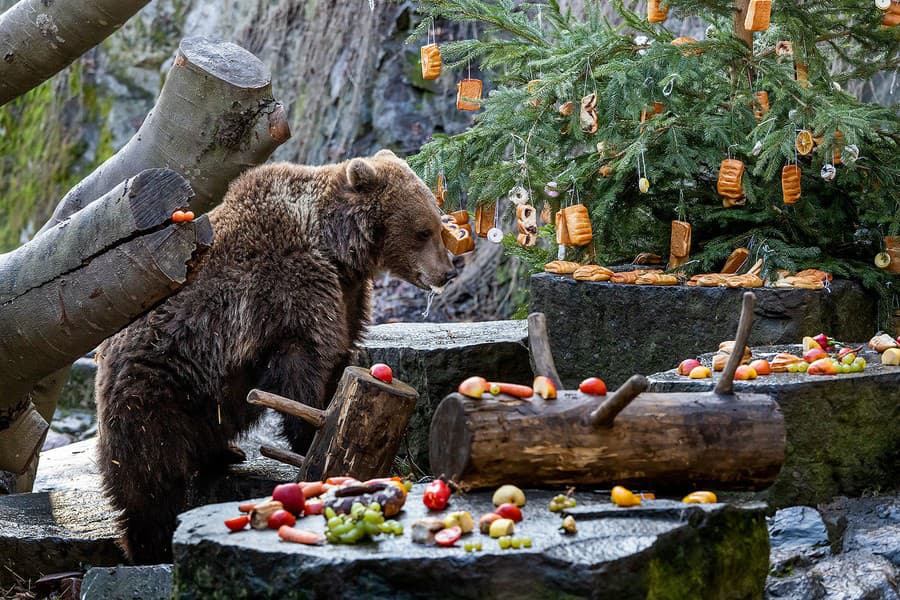 Medvedie Vianoce aj Advent