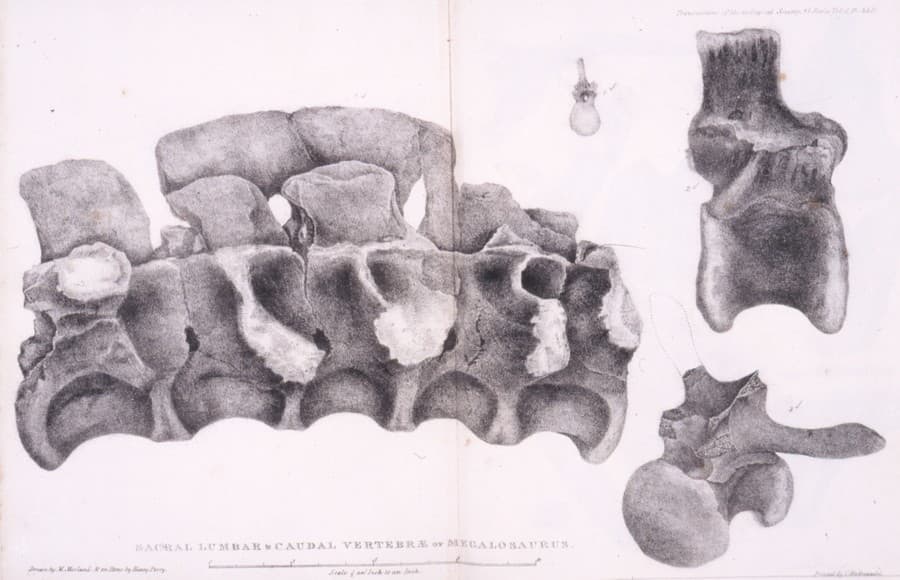 Ilustrácia krížovej kosti Megalosaura od Mary Bucklandovej, uvedená v popise Megalosaura z roku 1824 od Williama Bucklanda