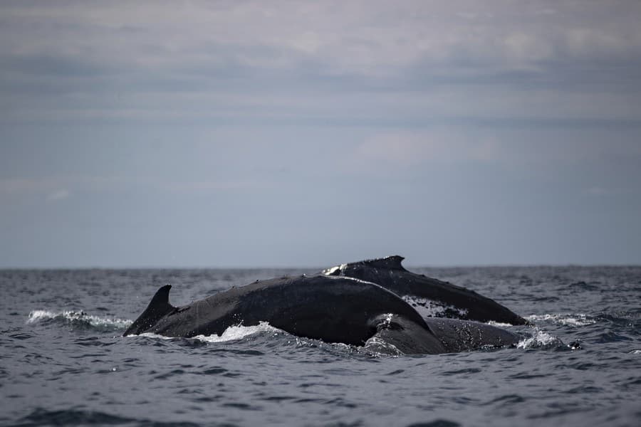 Vedci počúvajú veľryby a