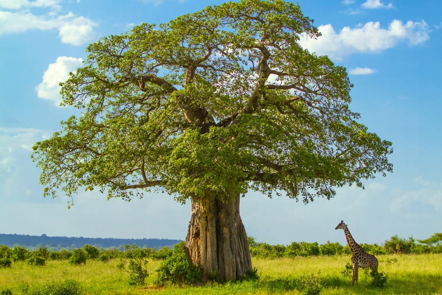Tanzánia je ríšou divokých zvierat. 