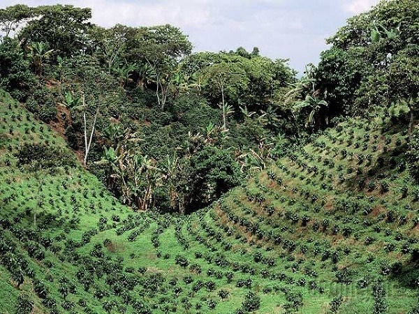 Kávové plantáže sa tiahnu