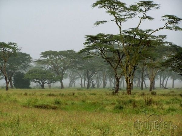 V Serengeti sa budete