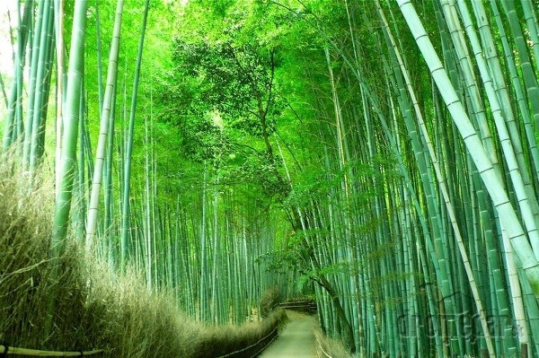 Bambusový les, Čína