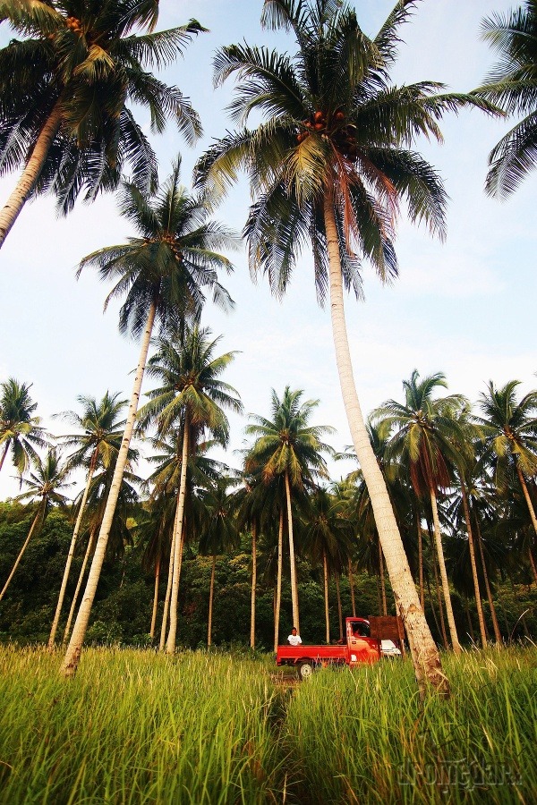 palmový háj, ostrov Karimunjawa,