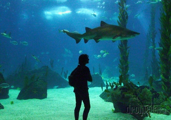 oceanárium v Lisabone, Portugalsko