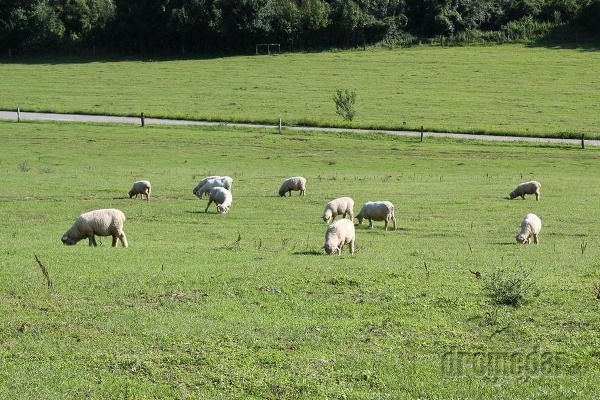 Novozélandské ovce Romney